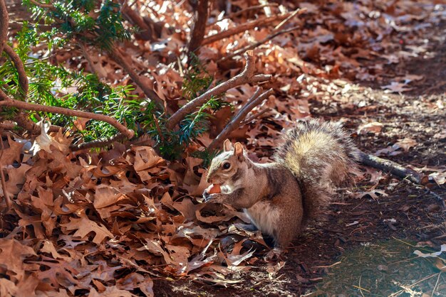 Écureuil gris mangeant une noisette sur des feuilles à la saison d'automne.