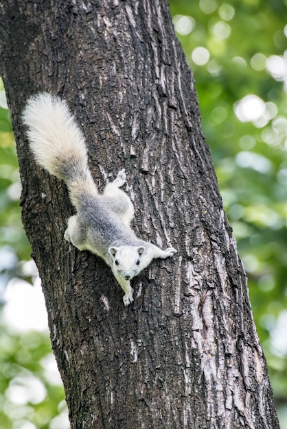 Écureuil gris mignon dans le parc