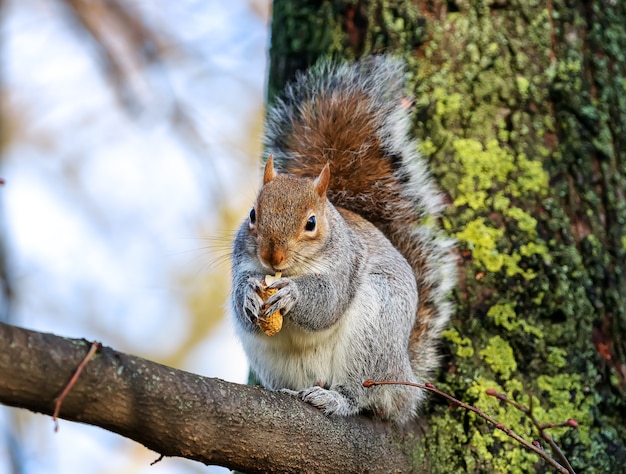 Écureuil gris sauvage mangeant des arachides sur une branche dans le parc