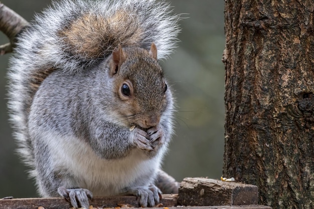 Écureuil gris (Sciurus carolinensis) mangeant des graines d'une table en bois