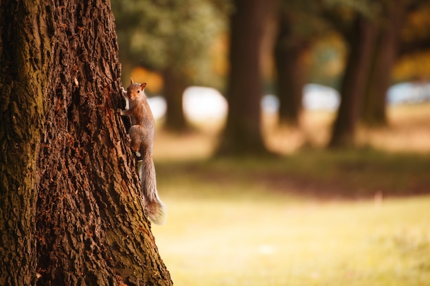 Écureuil irlandais rouge sur un arbre