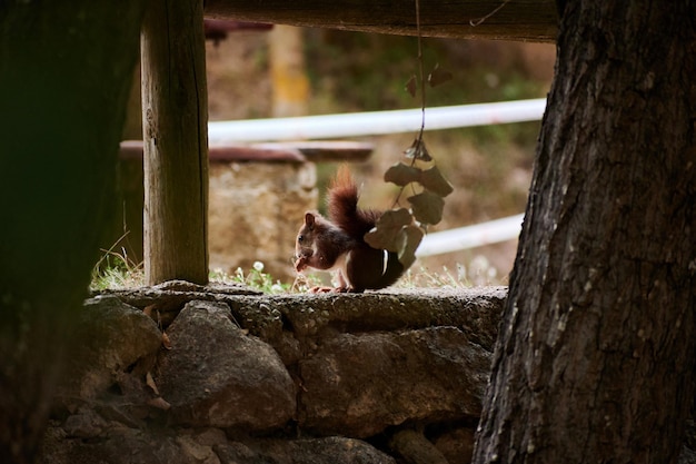 Écureuil mangeant dans une forêt entourée d'arbres