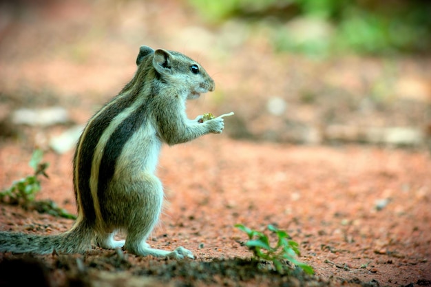 Écureuil mignon et adorable sur le tronc d'arbre