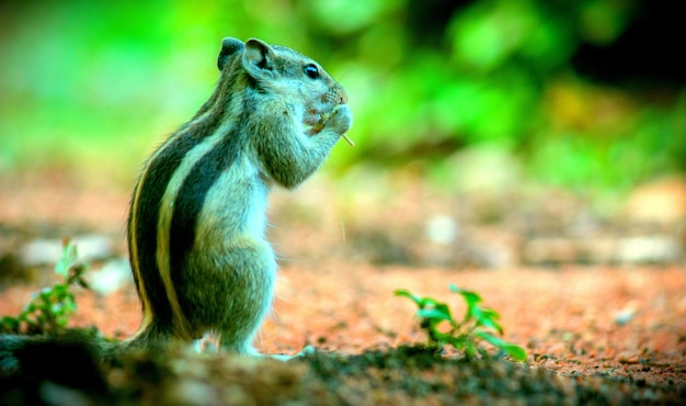 Écureuil mignon et adorable sur le tronc d'arbre