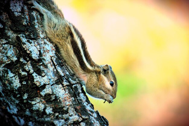 Écureuil mignon et adorable sur le tronc d'arbre