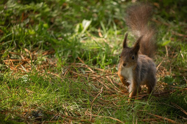 Écureuil mignon courant dans une forêt