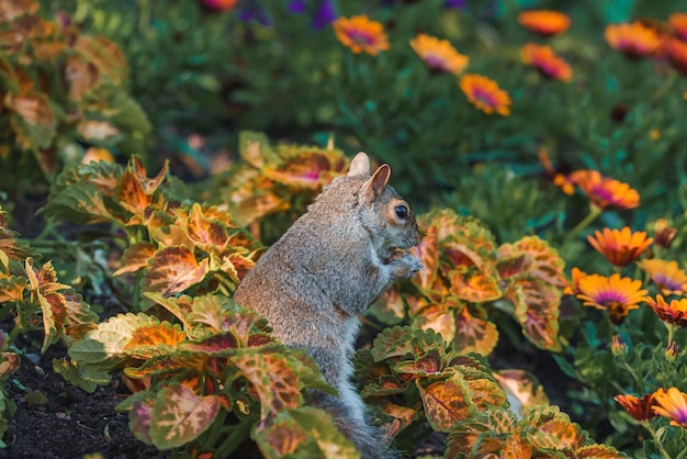 Écureuil mignon debout au milieu de plantes dans le parc