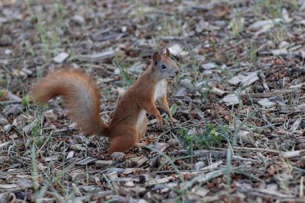 Écureuil mignon sur fond de forêt naturelle floue Sauver le concept de nature sauvage