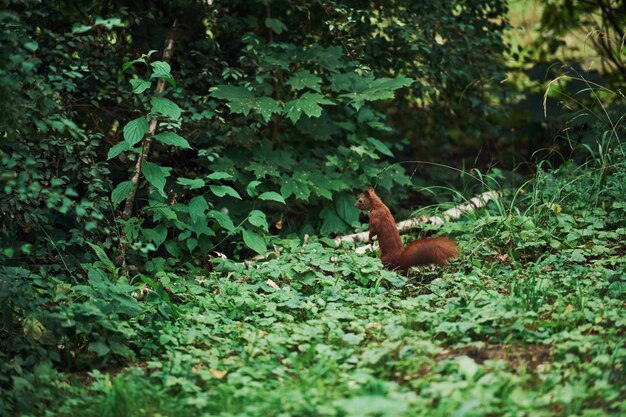 Écureuil mignon en milieu naturel. Conception de la faune.