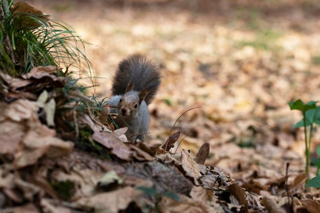 Écureuil moelleux drôle avec écrou dans les dents sur un sol recouvert de feuilles colorées à l'automne
