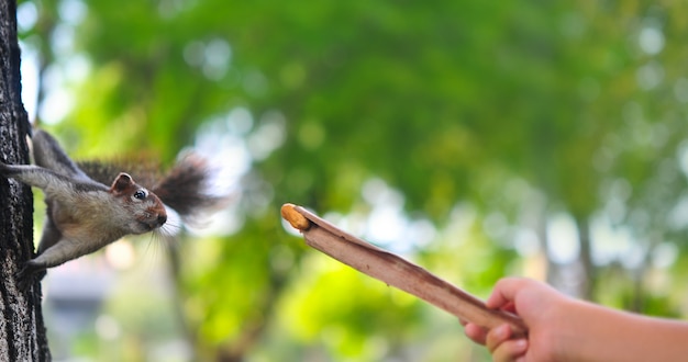 Écureuil Mouvement flou courir à la main pense que peut manger quelque chose dans la nature