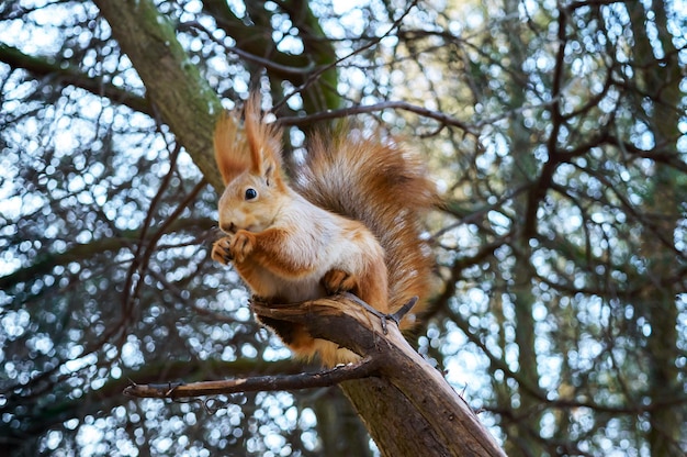 Écureuil orange ordinaire se reposant dans un arbre et mange la forêt de zone de parc de saison froide