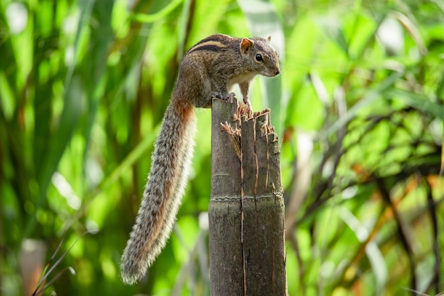 Écureuil palmiste à trois rayures du Sri Lanka.