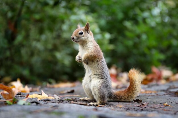 Écureuil posant dans la forêt