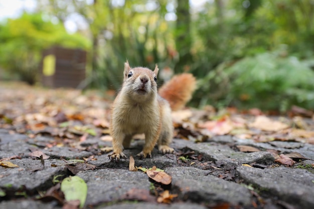 Écureuil posant dans la forêt