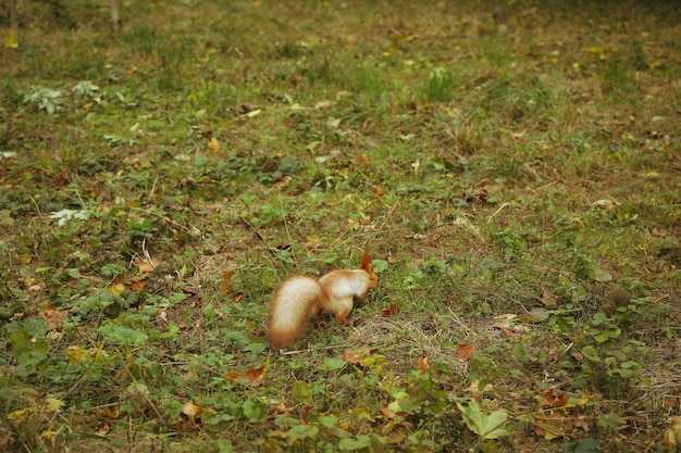 Écureuil à la recherche de noix dans le parc