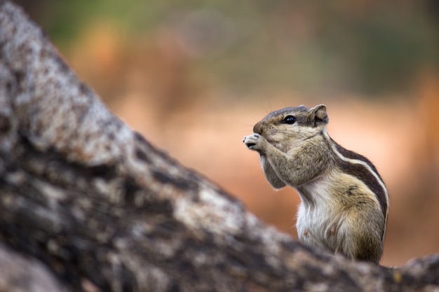 Écureuil ou rongeur ou également connu sous le nom de Chipmunk sur le tronc d'arbre dans un beau fond doux