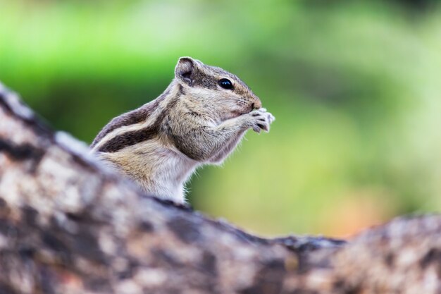 Écureuil ou rongeur ou également connu sous le nom de Chipmunk sur le tronc d'arbre dans un beau fond doux