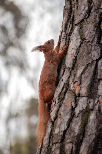 Écureuil rouge sur l'arbre à la forêt d'automne