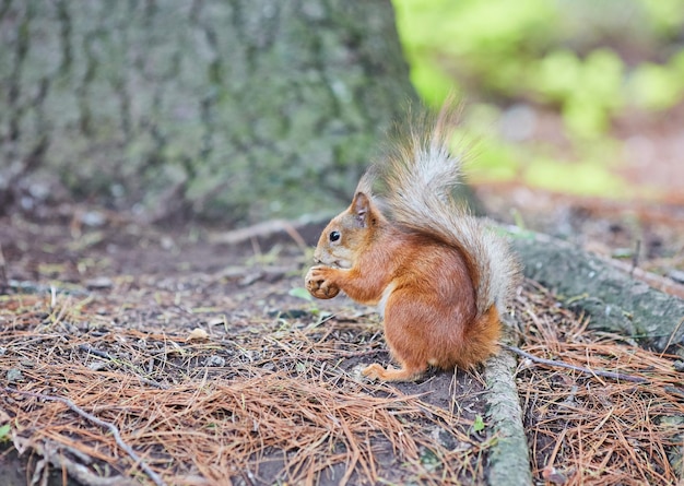 Écureuil rouge dans la forêt mangeant une noix