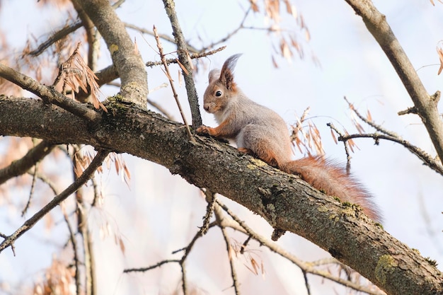 Écureuil rouge eurasien sur l'arbre