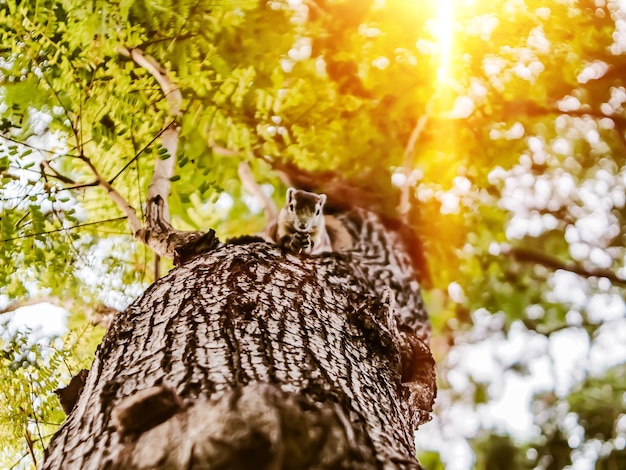 Écureuil rouge mignon sur le tronc d'arbre