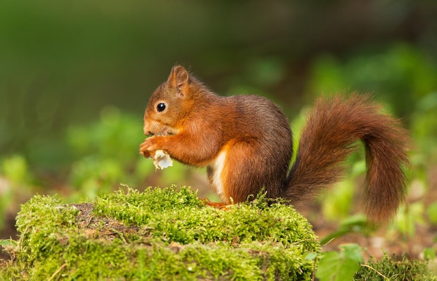 Écureuil roux un animal mignon qui vit dans la forêt, vu dans son habitat naturel.