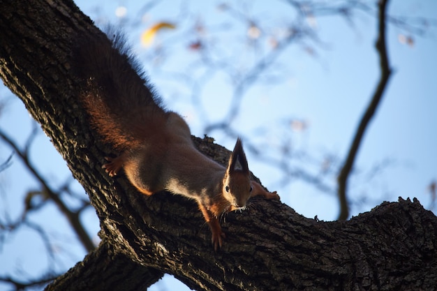 Écureuil roux assis sur une branche d'arbre contre le ciel bleu