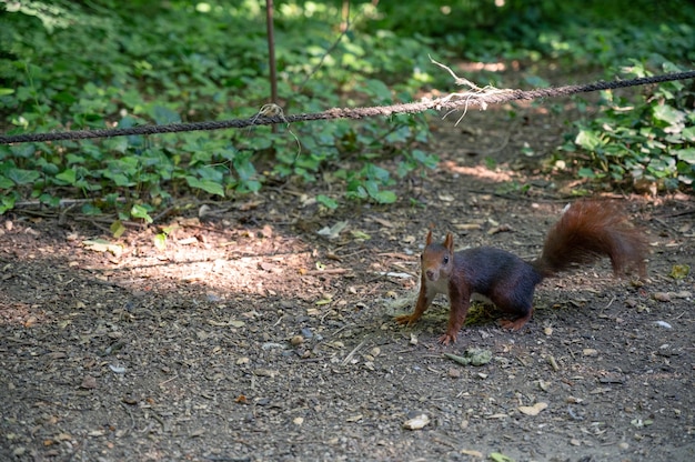 Écureuil roux courant le long du sol en regardant la caméra. Sciurus vulgaris