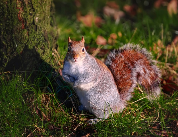 Écureuil roux drôle est assis sur l'herbe près d'un arbre à Hyde Park à Londres