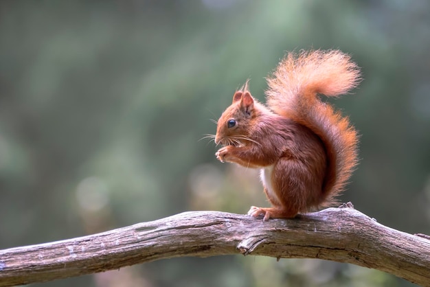 Écureuil roux eurasien (Sciurus vulgaris) mangeant une noisette sur une branche.