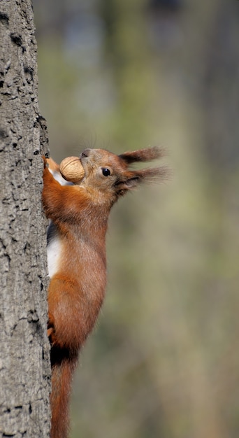 Écureuil roux jouant à l'extérieur.