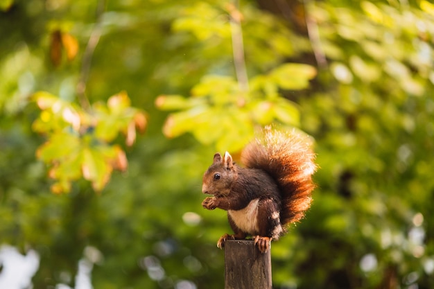 Écureuil roux mangeant assis sur un poteau sciurus vulgaris campo grande valladolid espagne