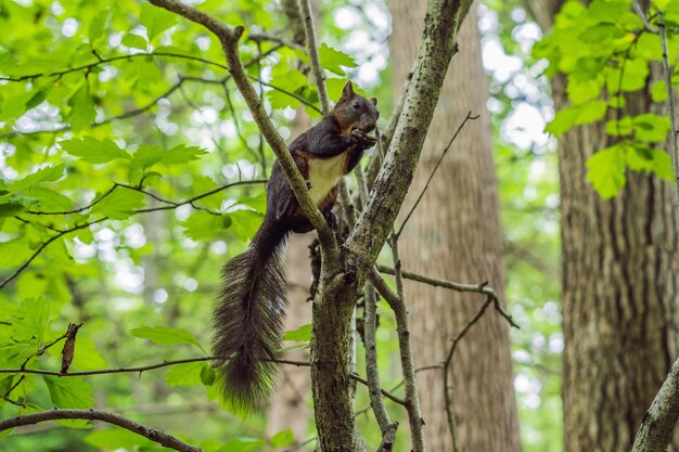 Écureuil roux mignon assis sur un tronc d'arbre sur fond de forêt floue