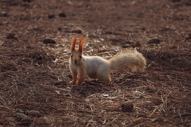 Écureuil roux mignon sur le sol en forêt