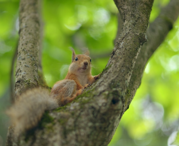 Écureuil roux de Nise assis sur un arbre sur fond de verdure