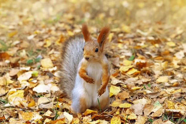 Écureuil roux, petit animal de la forêt, gros plan.