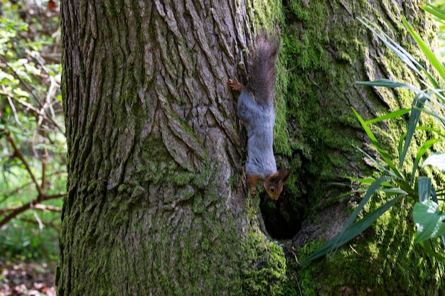 Écureuil roux Sciurus vulgaris dans son habitat naturel dans la forêt Portrait d'un écureuil en gros plan