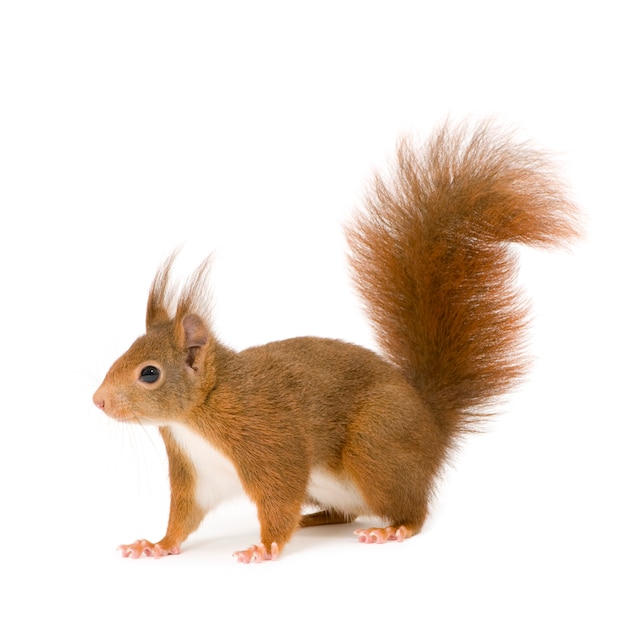 Écureuil roux - Sciurus vulgaris en face sur un blanc isolé