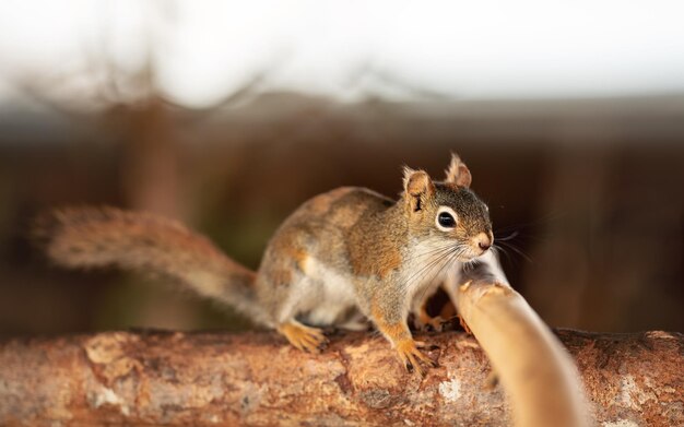 Écureuil roux (Tamiasciurus hudsonicus) marchant sur une branche en bois, gros plan détail