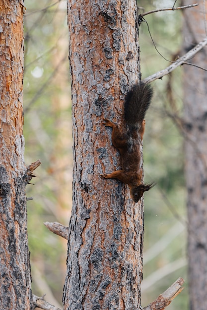 Écureuil roux sur un tronc d'arbre. Animal à l'état sauvage.