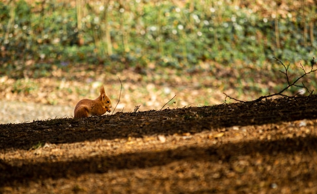 Écureuil sur terre pendant l'automne