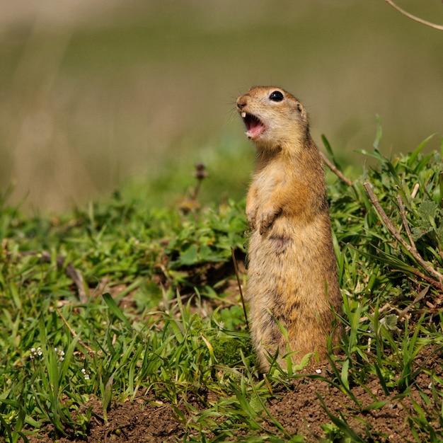 Écureuil terrestre (Spermophilus pygmaeus) debout dans l'herbe et crie