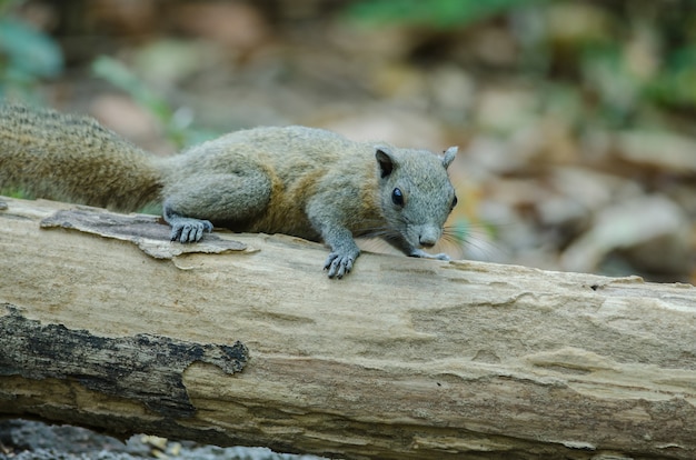 Écureuil à ventre gris en forêt