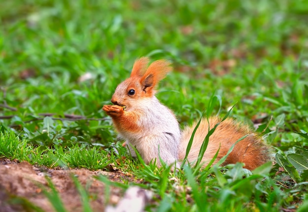 Écureuils au printemps en Sibérie L'écureuil se dresse dans l'herbe épaisse fullface