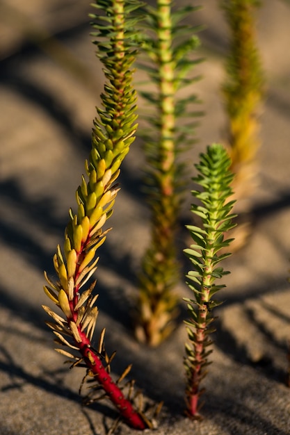 Curieuse plante poussant sur la plage