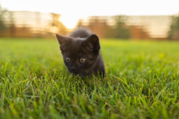Curieusement chaton noir à l'extérieur dans l'herbe concept d'animal de compagnie et de chat domestique copier l'espace et le lieu pour