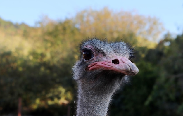 Curieux autruche Struthio camelus à la ferme