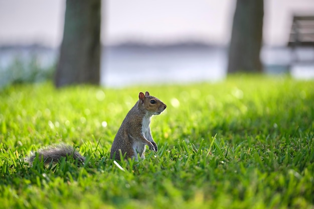 Curieux bel écureuil gris sauvage regardant sur l'herbe verte dans le parc de la ville d'été