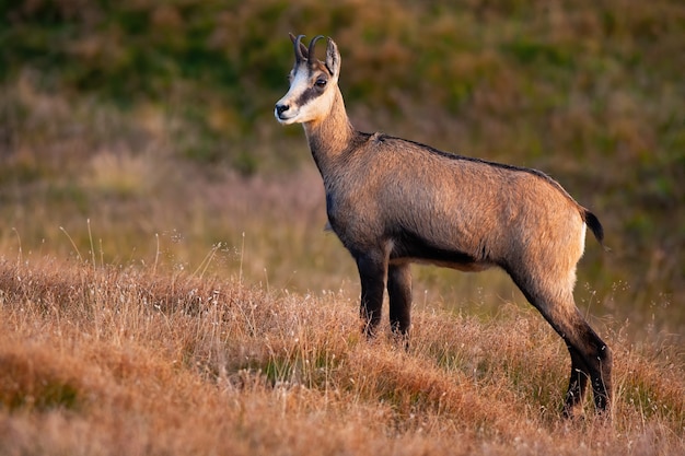 Curieux chamois tatra debout sur la prairie alpine sèche pendant l'heure d'or